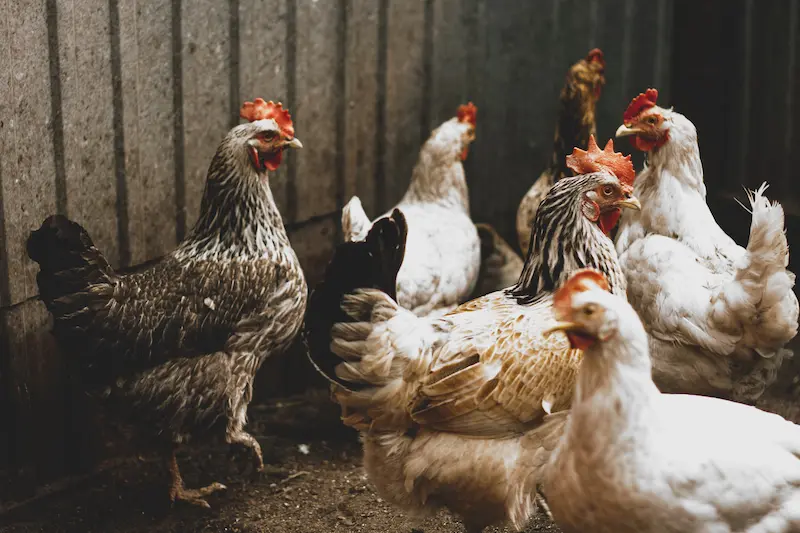 Free-range chickens representing ethical animal treatment