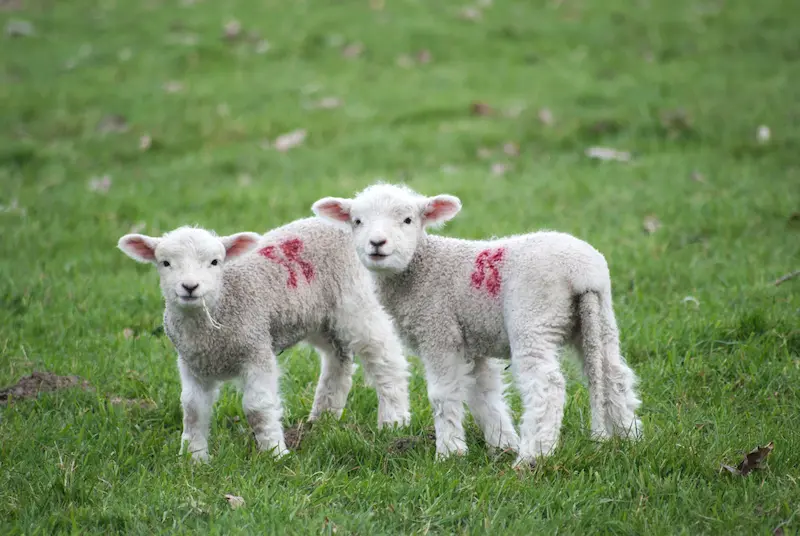 Happy Lambs looking at the camera